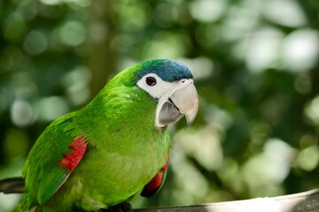 Red-shouldered macaw Diopsittaca nobilis. South American green parrot belongs to the large group of neotropical parrots called Macaws. The red color highlights on its wings.