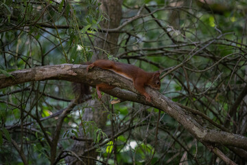 Ecureuil pris en pleine sieste perché sur sa branche après avoir manger des noix. Les bijoux de la nature.