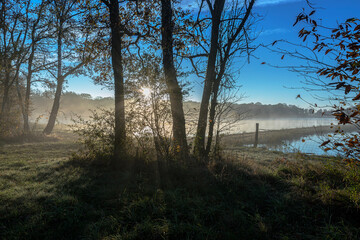 Sun beams going through green trees at early morning at french Dombes lake district.