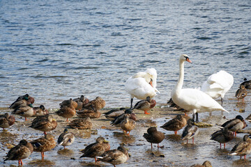 Ducks and swans on the water, on the lake, on the river swim