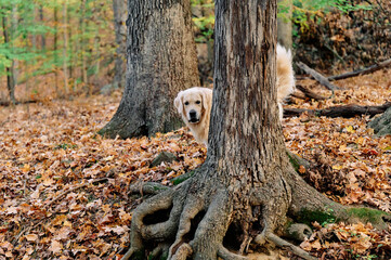 Joyka the Golden Retriever is enjoying his morning hike in the woods of Western Pennsylvania, USA. It's November but the weather is sunny and warm. The fall foliage is yellow and red and the beige dog