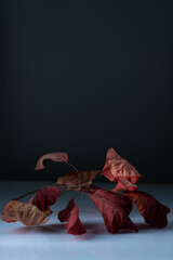 autumn red leaf still life minimalism on a dark background