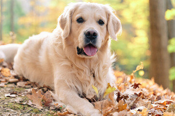 Joyka the Golden Retriever is enjoying his morning hike in the woods of Western Pennsylvania, USA. It's November but the weather is sunny and warm. The fall foliage is yellow and red and the beige dog