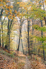 Fototapeta premium Joyka the Golden Retriever is enjoying his morning hike in the woods of Western Pennsylvania, USA. It's November but the weather is sunny and warm. The fall foliage is yellow and red and the beige dog