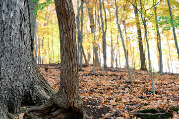 Obraz premium Joyka the Golden Retriever is enjoying his morning hike in the woods of Western Pennsylvania, USA. It's November but the weather is sunny and warm. The fall foliage is yellow and red and the beige dog