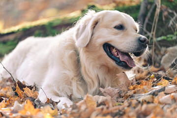 Joyka the Golden Retriever is enjoying his morning hike in the woods of Western Pennsylvania, USA. It's November but the weather is sunny and warm. The fall foliage is yellow and red and the beige dog