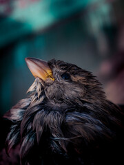 close up of a bird. wet sparrow close up. sparrow with a yellow beak. wet feathers in a sparrow. sparrow in the water. sparrow bathes in water. wet bird