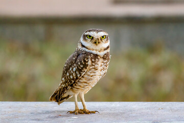 Grumpy isolated burrowing owl looking ahead in selective focus.