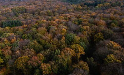 A walk through the Duisburg city forest in autumn