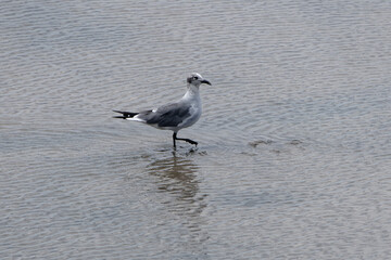Belle Mouette Atricille - Guyane française