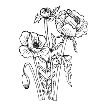 Poppy Print Line Art Printable Line Art Botanical Prints