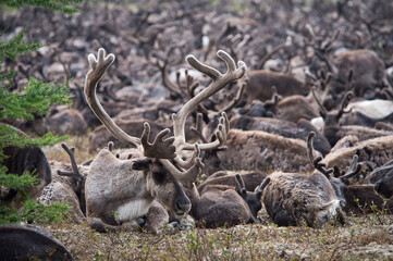 Naklejka na ściany i meble beautiful antlers of a large herd of reindeer