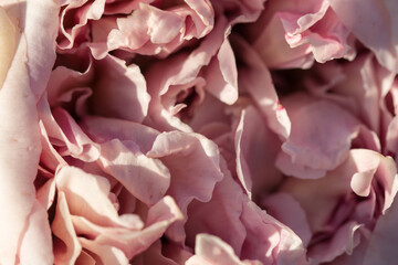 peony flower abstract texture nature background