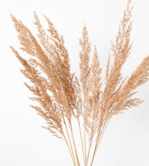 Fototapeta premium dry herb bouquet on white background.Golden reed grass.A natural, trendy concept for posters and minimalistic interiors