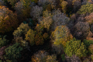 A walk through the Duisburg city forest in autumn