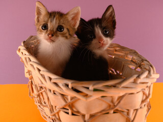 Fototapeta na wymiar cute domestic kitties in natural white basket