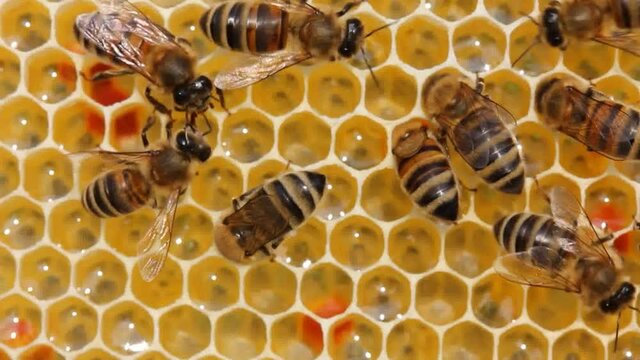 Active work of bees during honey collection.
Inside the hive, the bees create a honeycomb of wax and convert the nectar into honey.
