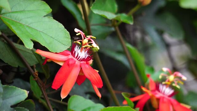 Passiflora coccinea (scarlet passion flower, red passion flower, Granadila merah) on the tree. . It produces edible fruit.