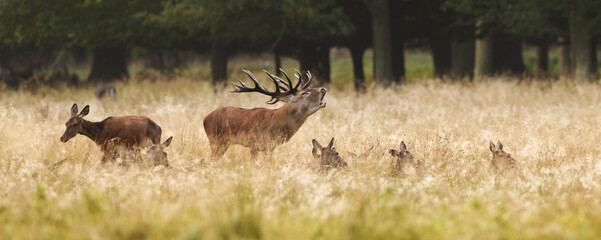 Red deer stag roaring in his harem of hinds