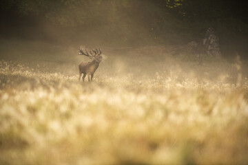 Red deer stag roaring cold air breath at misty sunrise