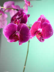 photo hd orchidea flower flora earth biodiversity for phytodesign