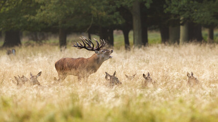 Red deer stag roaring in his harem of hinds