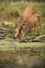 Red deer hinds are drinking from a pond