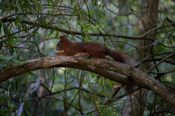 écureuil perché sur son arbre avant la sieste