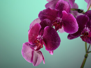 photo hd close up orchidea plant texture