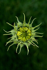 unblown sunflower flower