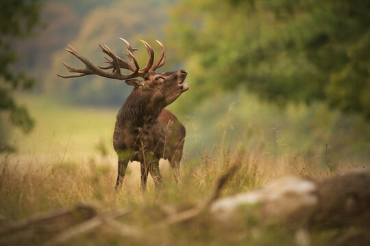 Red deer stag roaring at meadow