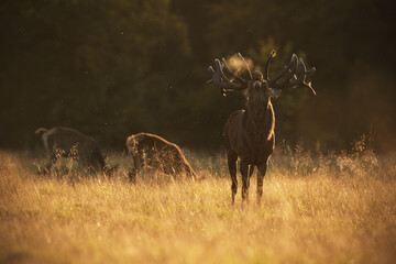 Red deer stag roaring cold air breath in his harem of hinds at sunset