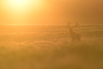 Fototapeta premium Red deer staying at meadow at gold sunset