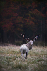 Red deer white stag watching back
