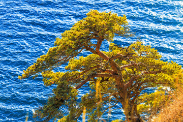 Far Eastern Marine Reserve. A grave pine tree grows on a rock against the background of the blue...