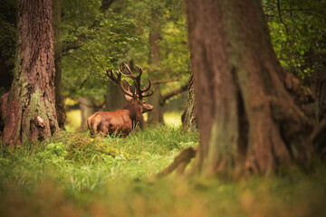 Naklejka na ściany i meble Red deer stag walking in a forest