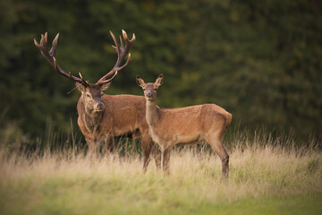 Naklejka na ściany i meble Red deer couple stag and his hind at meadow