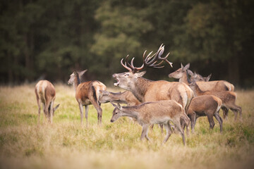 Red deer stag roaring in his harem of hinds - obrazy, fototapety, plakaty