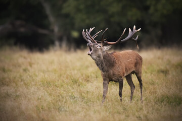 Red deer stag roaring at meadow