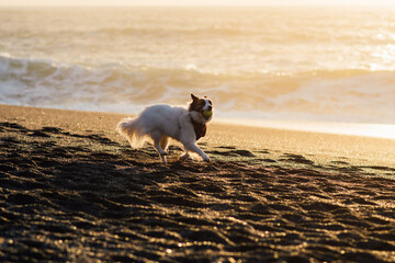 Dog in Bandana Playing at Beach During Sunset - 468454796