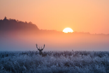 Winter morning with deer - 468454915