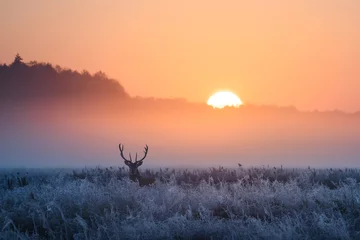 Foto op Canvas Winterochtend met herten © alexugalek