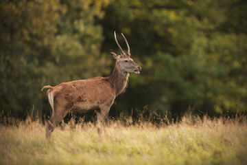 Young red deer stag staying at meadow