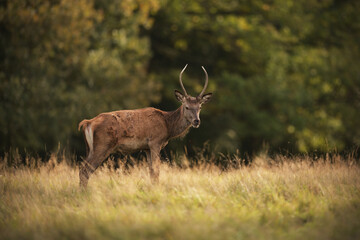 Young red deer stag staying at meadow