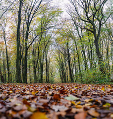 A walk through the Duisburg city forest in autumn