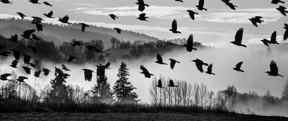 morning fog and a forest