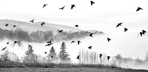 morning fog and a forest