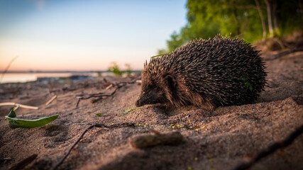 The hedgehog meets the sunset on the shore of the bay. © Василий Берилло