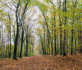 A walk through the Duisburg city forest in autumn
