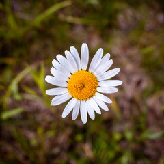 Fototapeta premium Bright chamomile in warm summer.